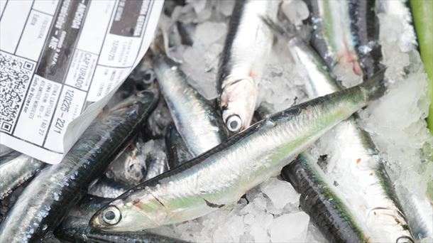 La flota vasca ha capturado casi 3 millones de kilos de anchoa, alcanzando el 36 % de la cuota a mitad de la costera