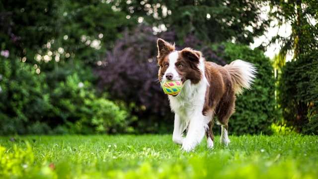 Ayuntamiento de San Sebastián estudiará implantar un sistema de identificación por ADN canino