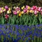 Azalea flores salamanca florista