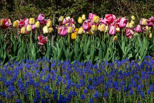 Azalea flores salamanca florista