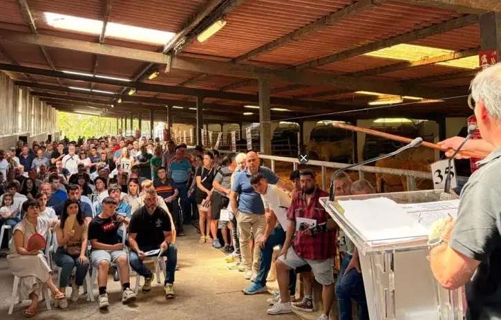 Diputación Foral de Bizkaia Vende 35 Cabezas de Ganado Pirenaico y Pottoka en Exitosa Subasta en Gorliz