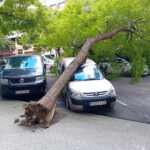Tormenta del jueves derriba dos árboles en el Primer Ensanche y Mendillorri, sin heridos ni daños personales