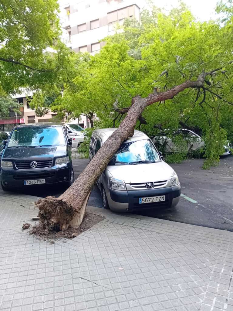 Tormenta del jueves derriba dos árboles en el Primer Ensanche y Mendillorri, sin heridos ni daños personales