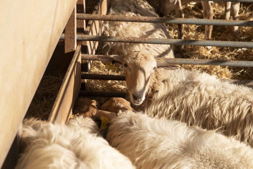 Pamplona será el epicentro de las razas autóctonas y productos locales de Navarra del 4 al 6 de septiembre con Autentika