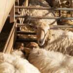 Pamplona será el epicentro de las razas autóctonas y productos locales de Navarra del 4 al 6 de septiembre con Autentika