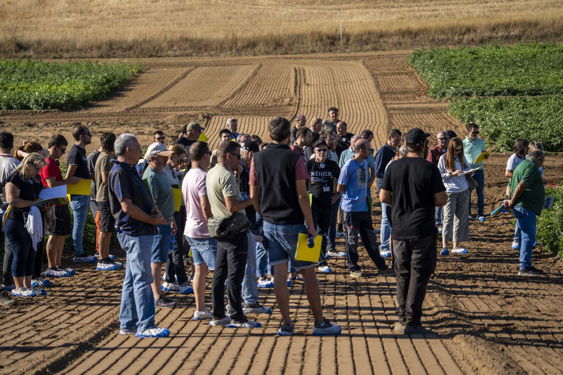 Innovaciones en el manejo de la patata y el uso de drones: Neiker revela avances en Álava