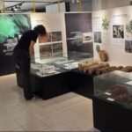 Descubre los siete árboles esenciales del paisaje del País Vasco en el Museo de Ciencias Naturales de Álava