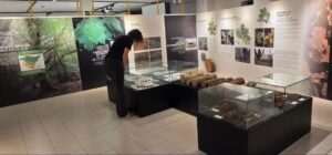 Descubre los siete árboles esenciales del paisaje del País Vasco en el Museo de Ciencias Naturales de Álava